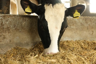 Photo of Cute cow eating hay inside cowshed in dairy farm