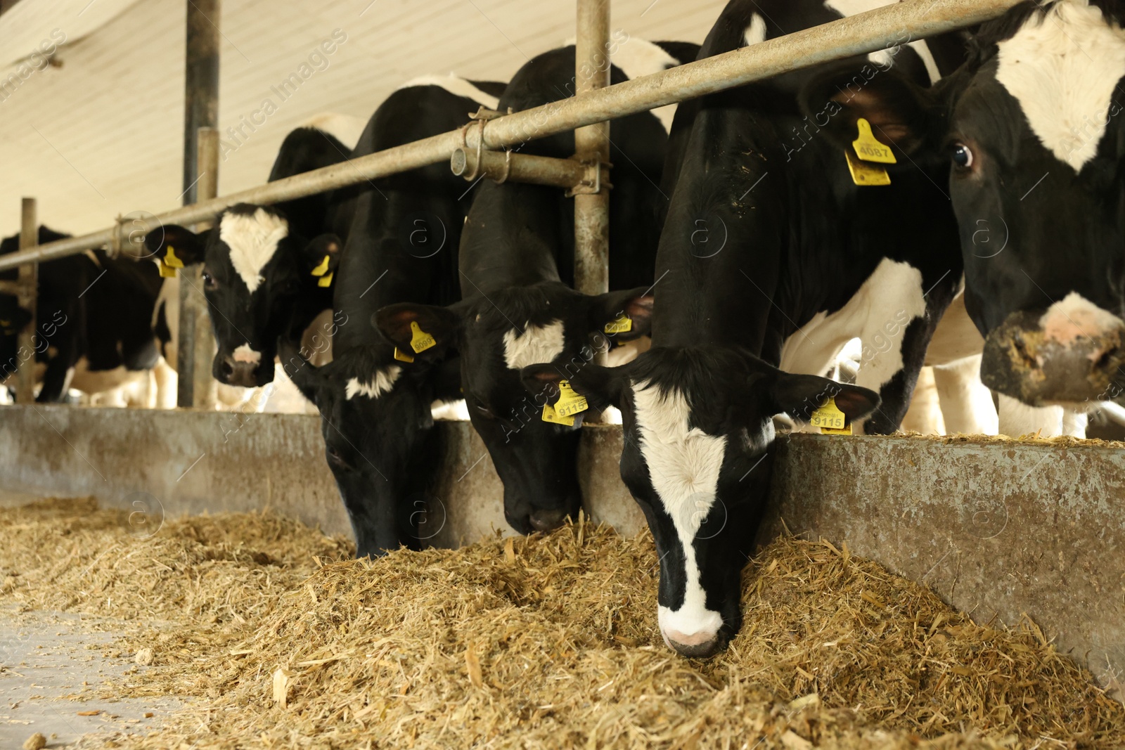 Photo of Cute cows eating hay near fence inside cowshed in dairy farm