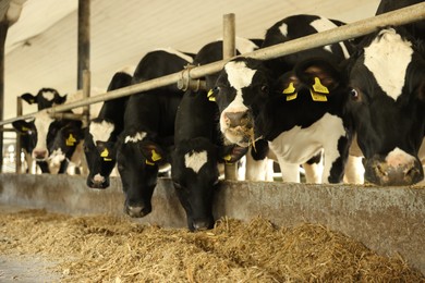 Photo of Cute cows eating hay near fence inside cowshed in dairy farm