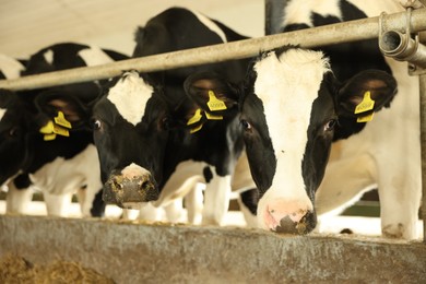 Photo of Cute cows near fence inside cowshed in dairy farm