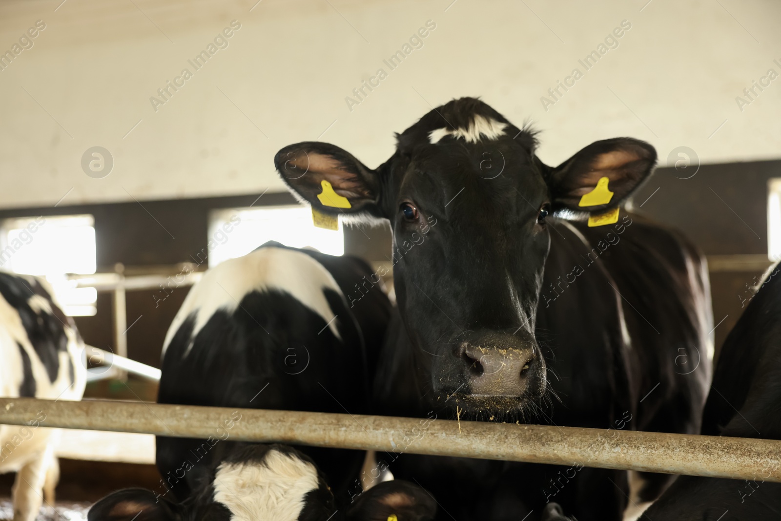 Cute cows near fence inside cowshed in dairy farm Photo of Cute cows near fence inside cowshed in dairy farm