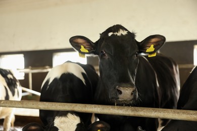 Photo of Cute cows near fence inside cowshed in dairy farm