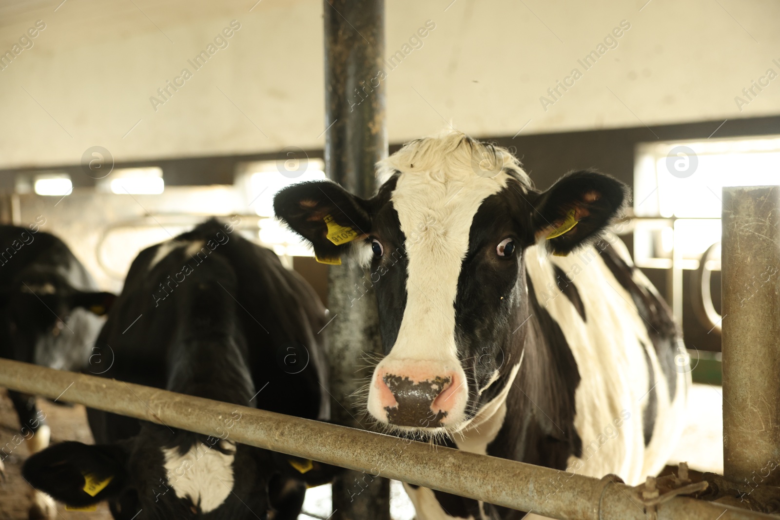 Cute cows near fence inside cowshed in dairy farm Photo of Cute cows near fence inside cowshed in dairy farm