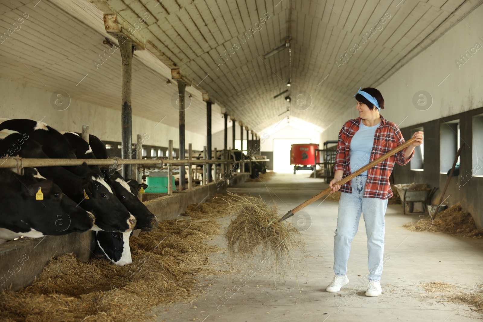 Photo of Farmer feeding hay to cute cows inside cowshed in dairy farm