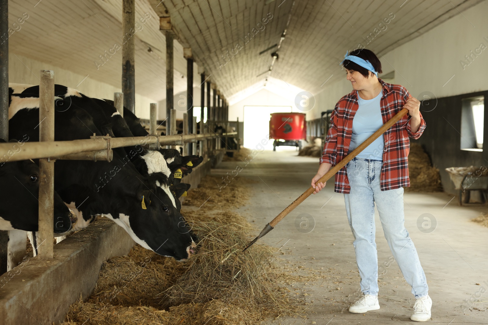 Photo of Farmer feeding hay to cute cows inside cowshed in dairy farm