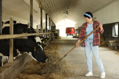 Photo of Farmer feeding hay to cute cows inside cowshed in dairy farm