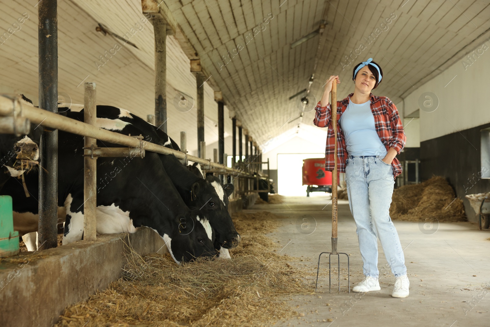 Photo of Farmer feeding hay to cute cows inside cowshed in dairy farm