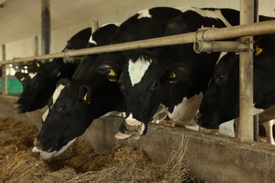 Photo of Cute cows eating hay near fence inside cowshed in dairy farm