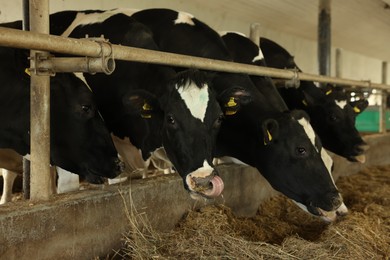 Photo of Cute cows eating hay near fence inside cowshed in dairy farm