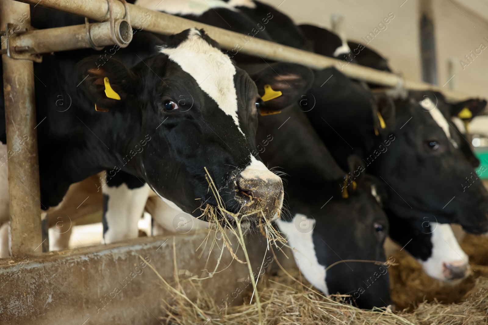 Photo of Cute cows eating hay near fence inside cowshed in dairy farm