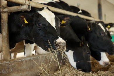 Photo of Cute cows eating hay near fence inside cowshed in dairy farm