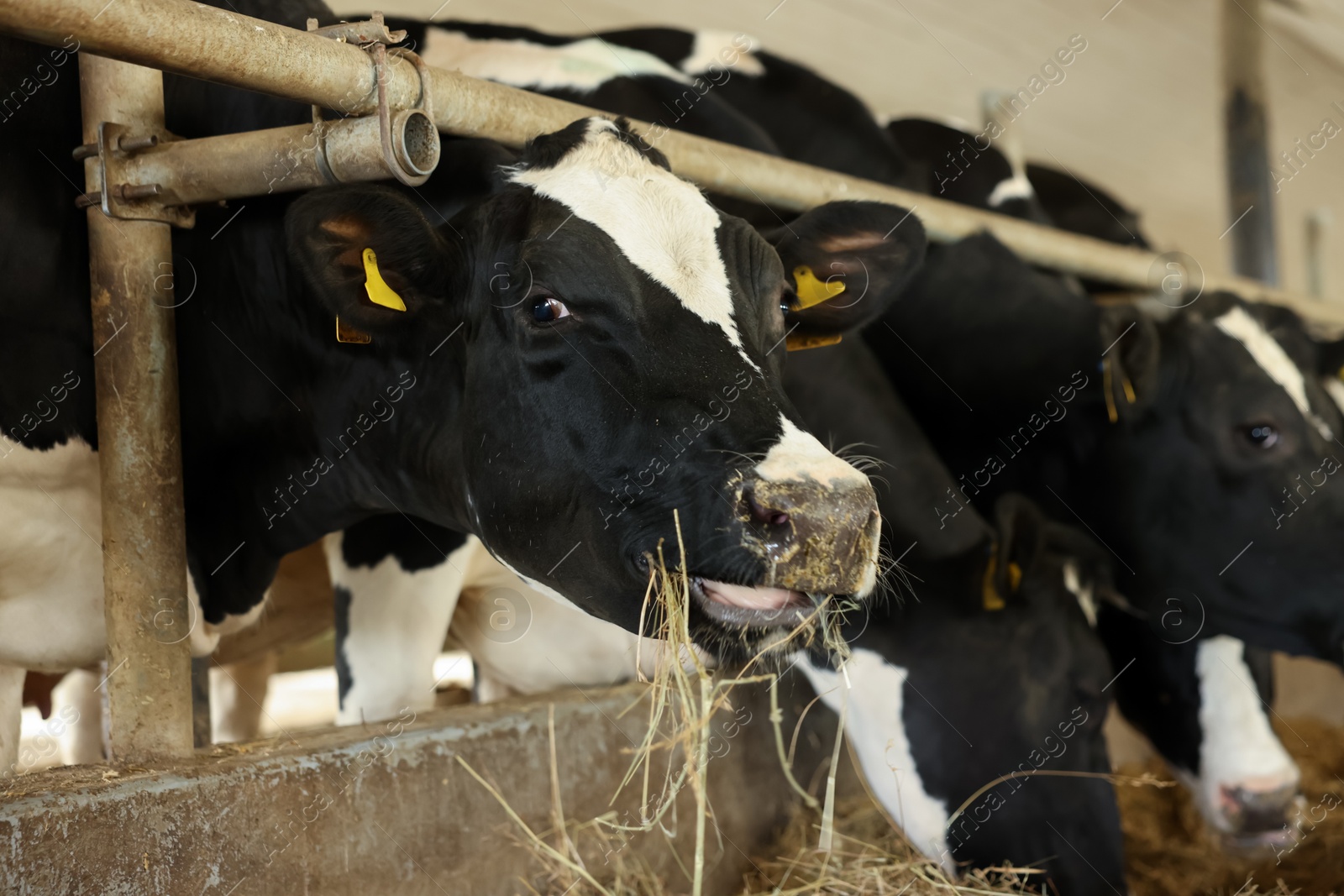 Photo of Cute cows eating hay near fence inside cowshed in dairy farm