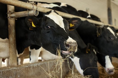 Photo of Cute cows eating hay near fence inside cowshed in dairy farm