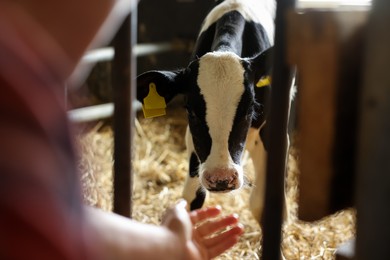 Photo of Farmer with cute calf inside cowshed in dairy farm, closeup