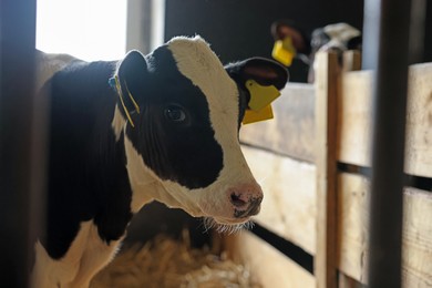Photo of Cute calf inside cowshed in dairy farm