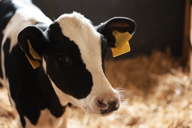 Photo of Cute calf inside cowshed in dairy farm