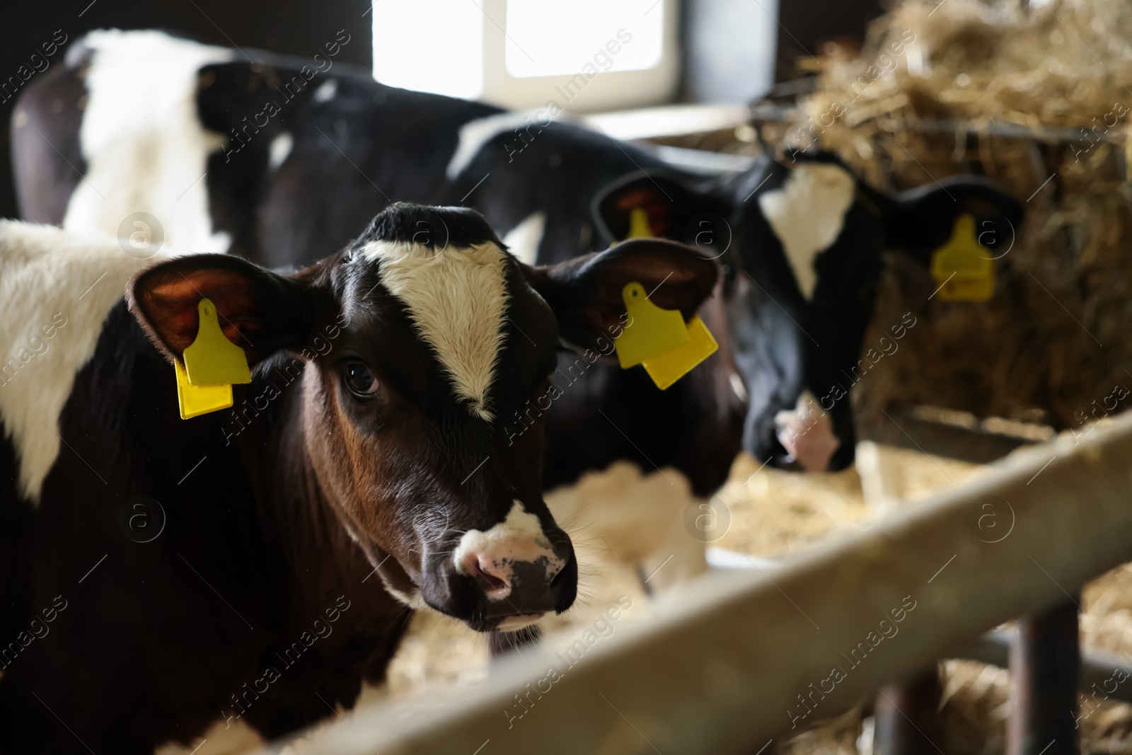Photo of Cute calves near fence inside cowshed in dairy farm