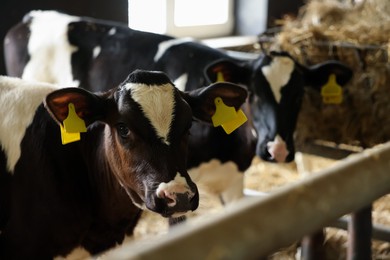 Photo of Cute calves near fence inside cowshed in dairy farm