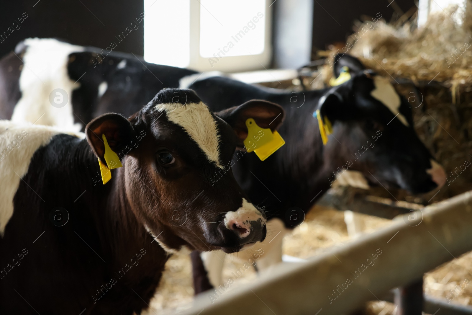 Photo of Cute cows near fence inside cowshed in dairy farm