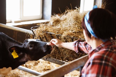 Photo of Farmer with cute calf inside cowshed in dairy farm