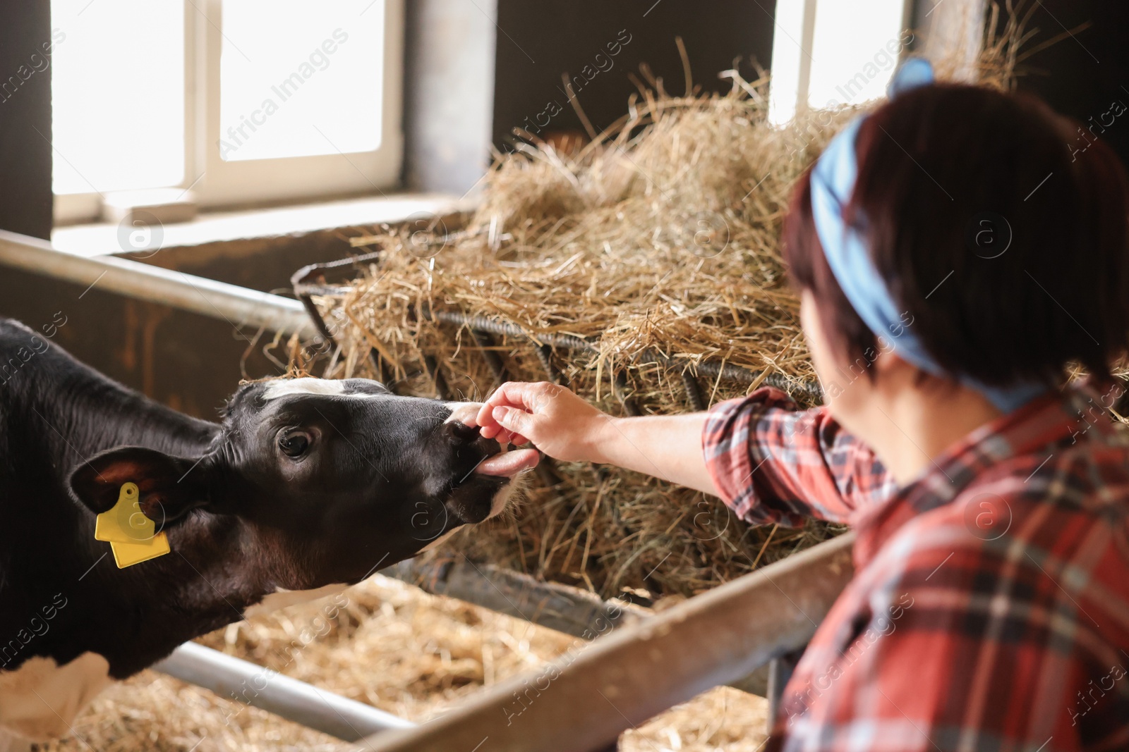 Photo of Farmer with cute calf inside cowshed in dairy farm