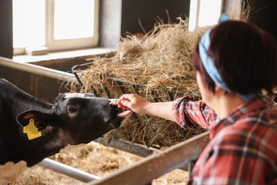 Photo of Farmer with cute calf inside cowshed in dairy farm