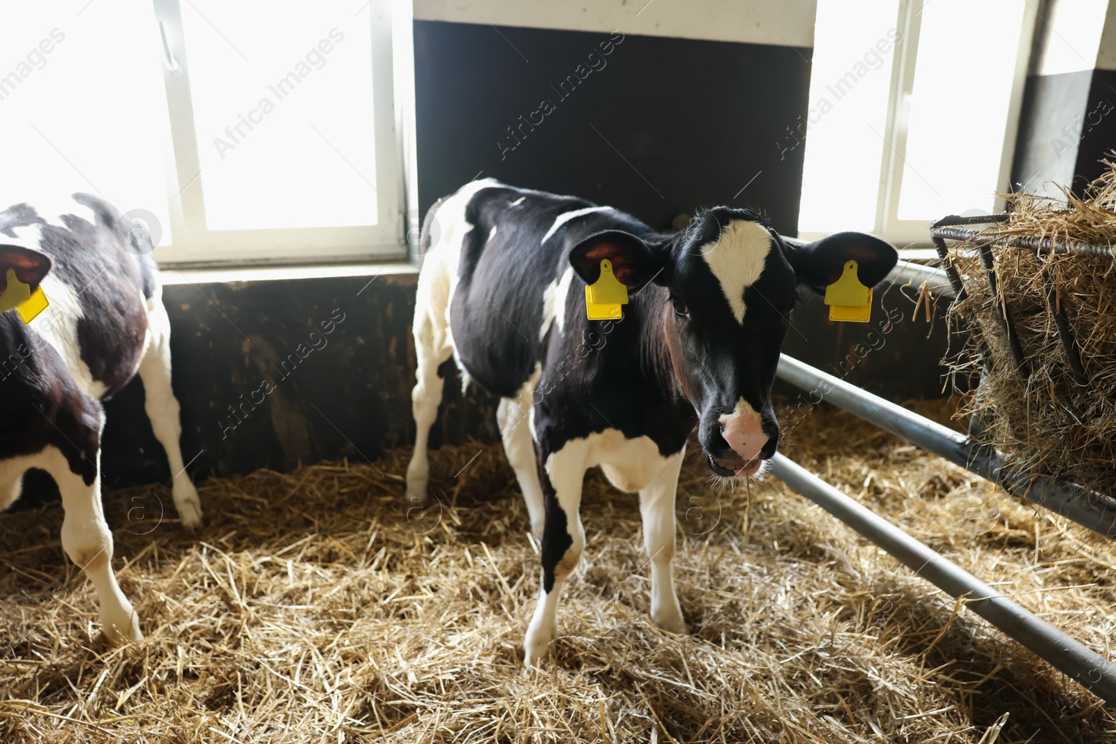 Cute calves inside cowshed in dairy farm Photo of Cute calves inside cowshed in dairy farm