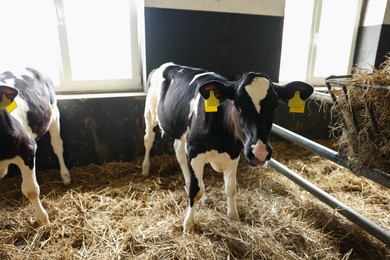 Photo of Cute calves inside cowshed in dairy farm
