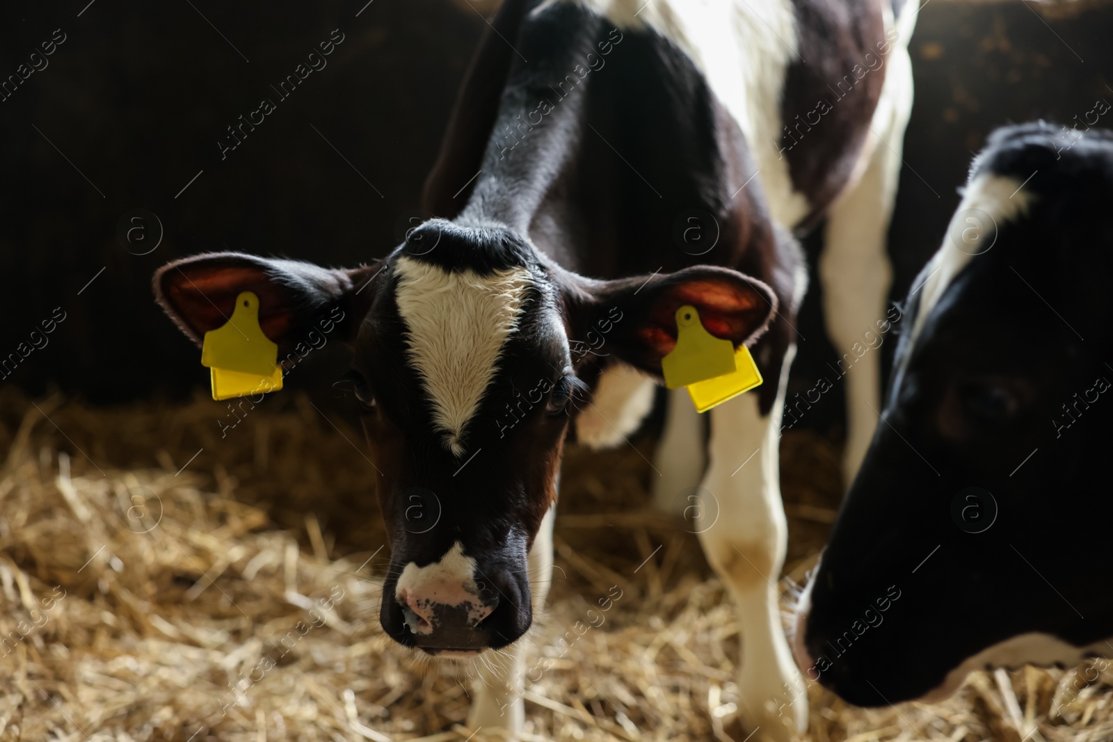 Photo of Cute calves inside cowshed in dairy farm