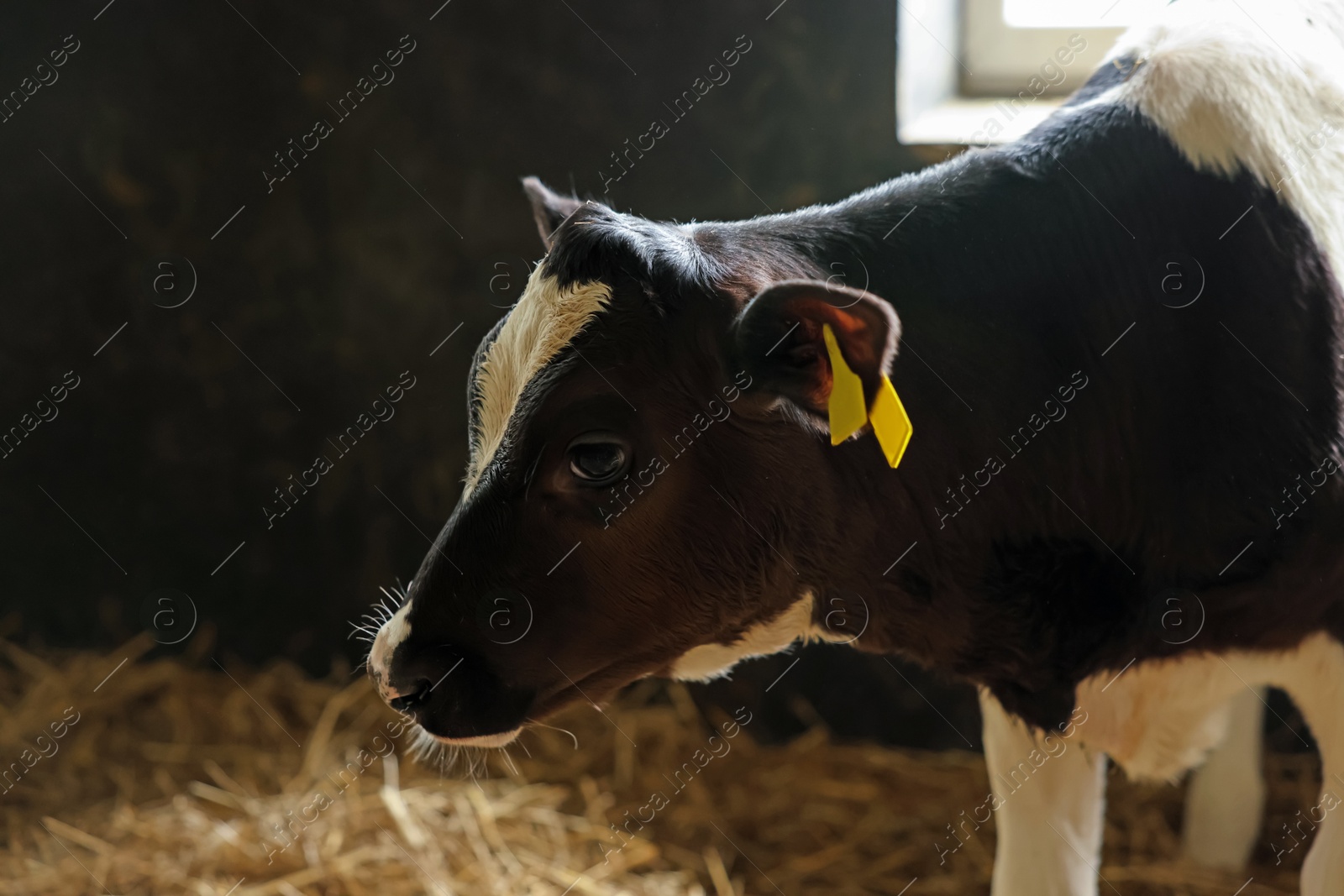 Photo of Cute calf inside cowshed in dairy farm