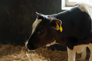 Photo of Cute calf inside cowshed in dairy farm