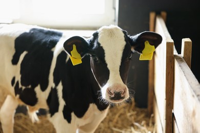 Photo of Cute calf inside cowshed in dairy farm