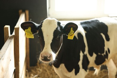 Photo of Cute calf inside cowshed in dairy farm
