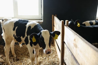 Photo of Cute calves inside cowshed in dairy farm