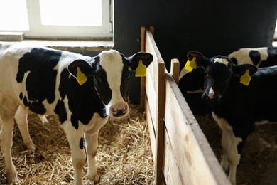 Photo of Cute calves inside cowshed in dairy farm