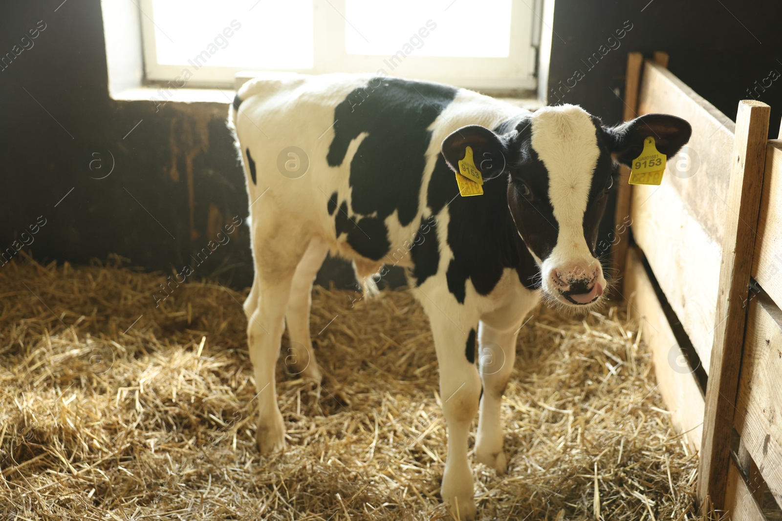 Photo of Cute calf inside cowshed in dairy farm