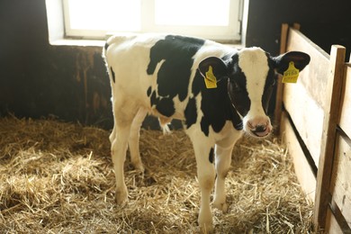 Photo of Cute calf inside cowshed in dairy farm
