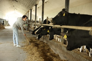 Photo of Farmer feeding hay to cute cows inside cowshed in dairy farm