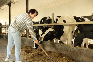 Photo of Farmer feeding hay to cute cows inside cowshed in dairy farm