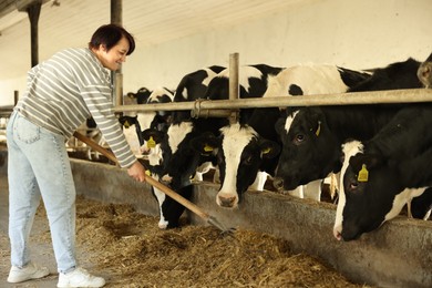 Photo of Farmer feeding hay to cute cows inside cowshed in dairy farm