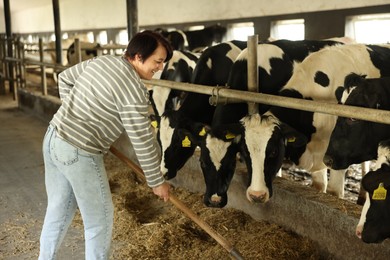 Photo of Farmer feeding hay to cute cows inside cowshed in dairy farm