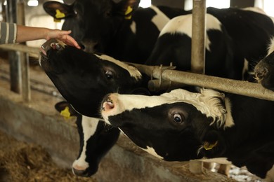 Photo of Farmer with cute cows inside cowshed in dairy farm, closeup