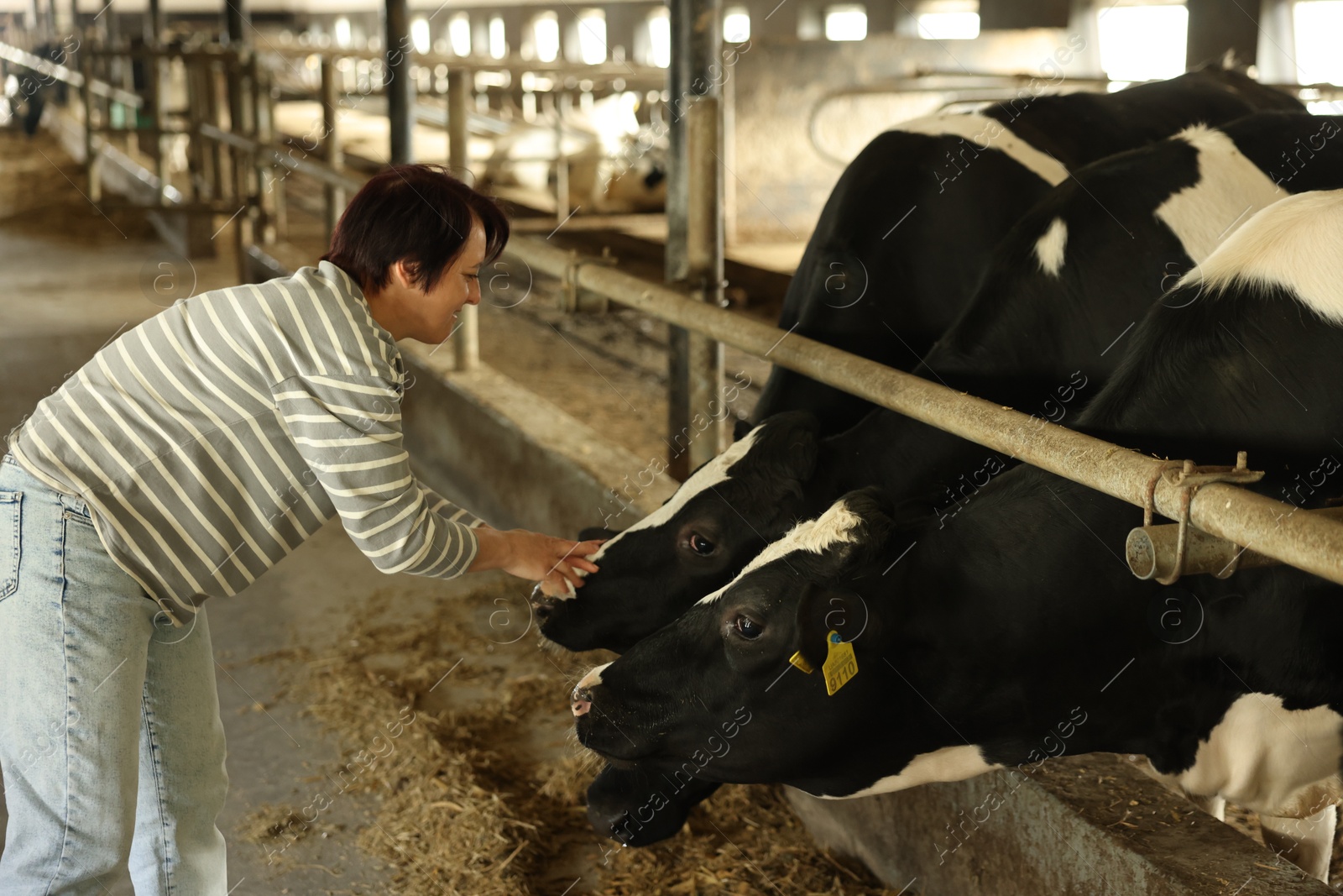 Farmer petting cute cows inside cowshed in dairy farm Photo of Farmer petting cute cows inside cowshed in dairy farm