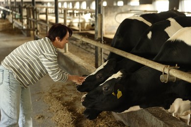 Photo of Farmer petting cute cows inside cowshed in dairy farm