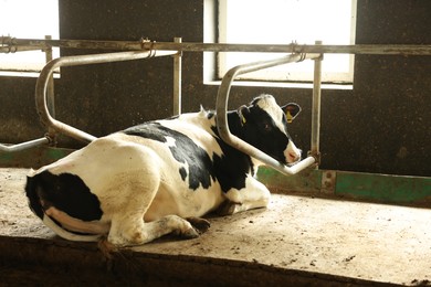 Photo of Cute cow inside cowshed in dairy farm