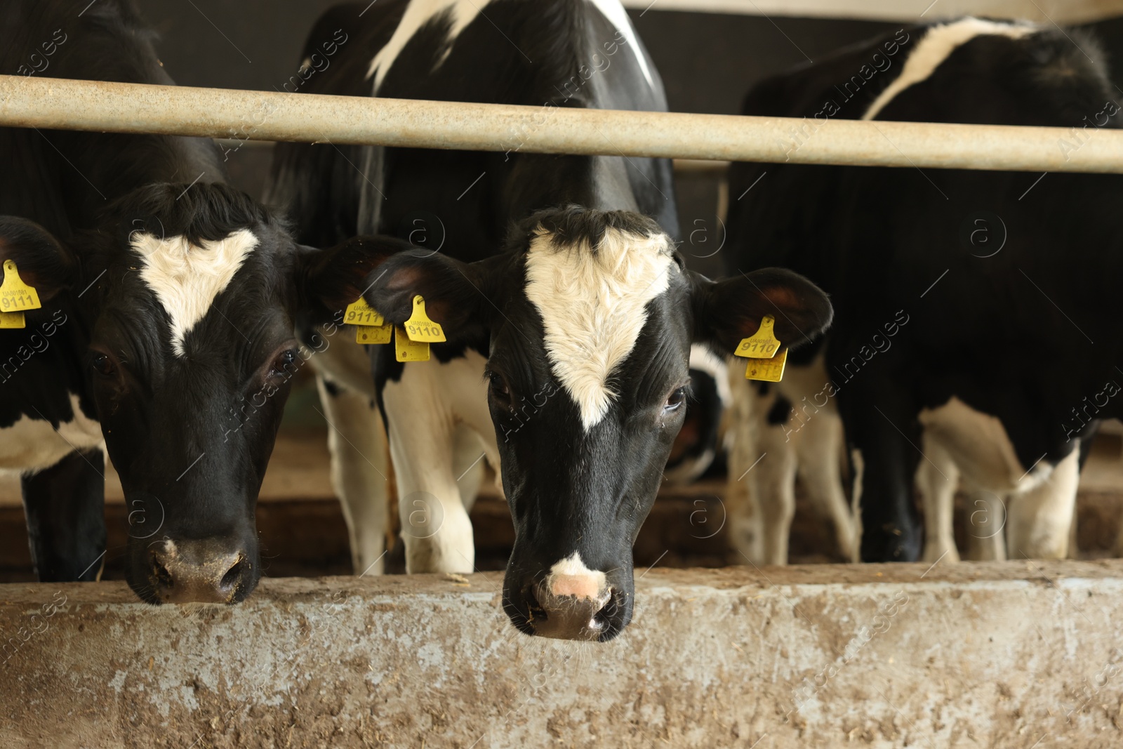 Cute cows near fence inside cowshed in dairy farm Photo of Cute cows near fence inside cowshed in dairy farm