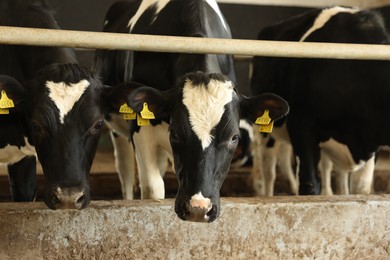 Photo of Cute cows near fence inside cowshed in dairy farm