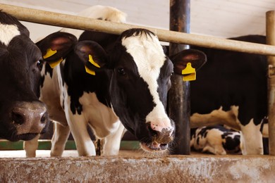 Photo of Cute cows near fence inside cowshed in dairy farm