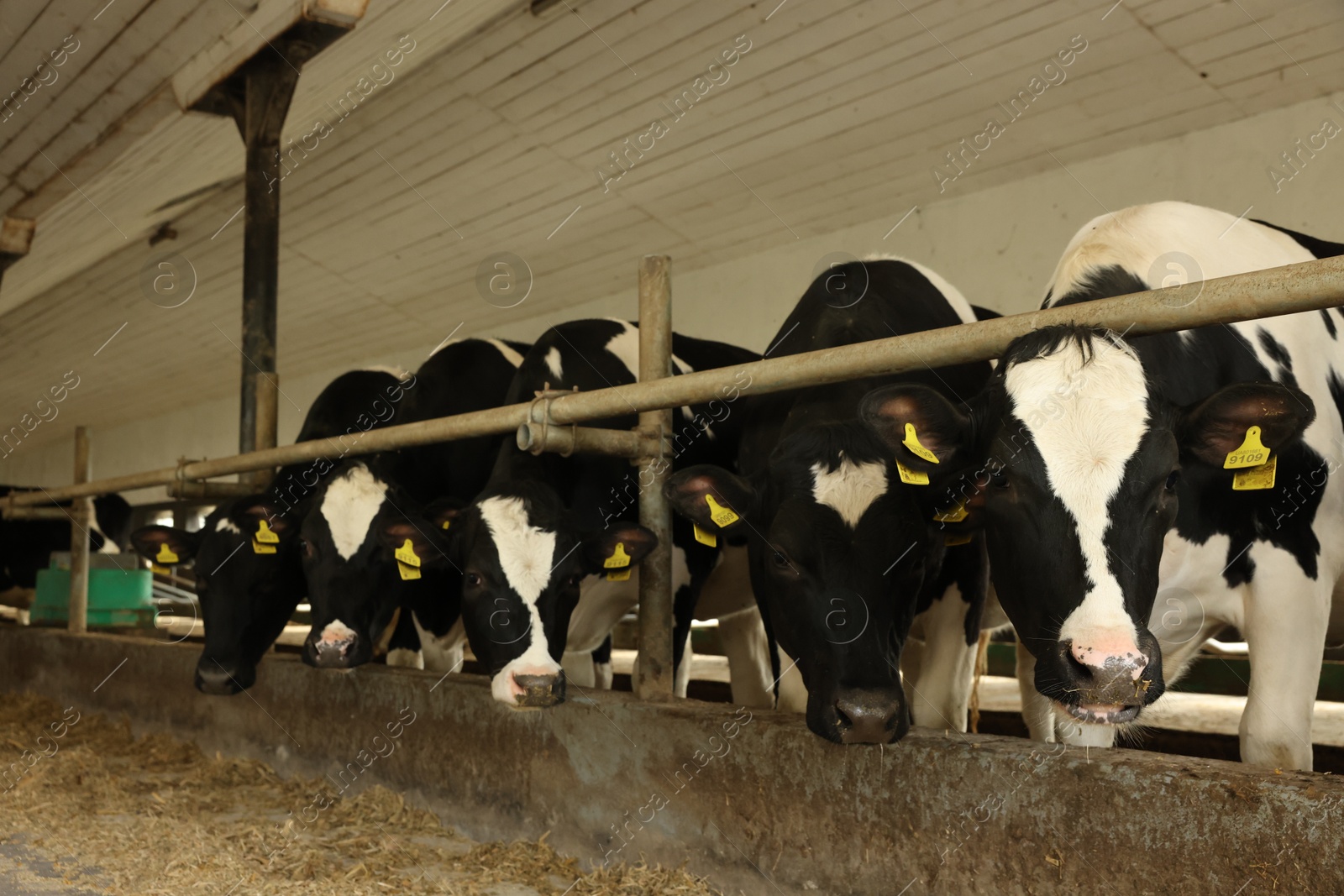 Cute cows near fence inside cowshed in dairy farm Photo of Cute cows near fence inside cowshed in dairy farm