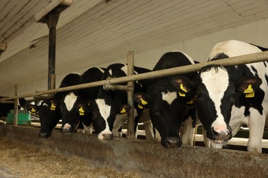 Photo of Cute cows near fence inside cowshed in dairy farm